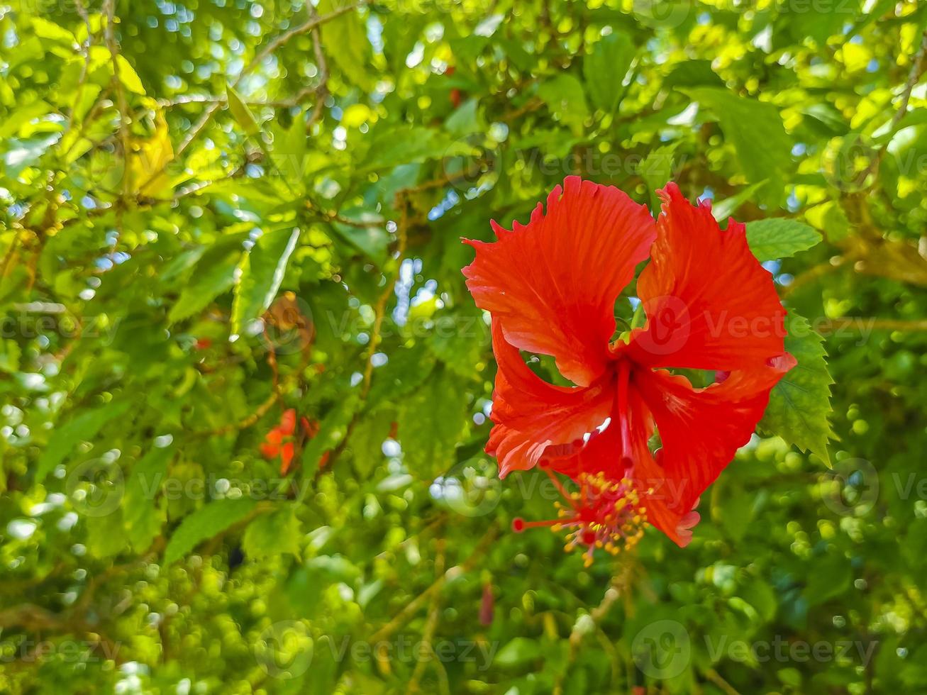 Red beautiful hibiscus flower shrub tree plant in Mexico. photo