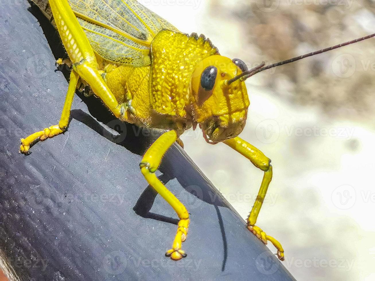 Giant green grasshopper sitting on railing in Mexico. photo