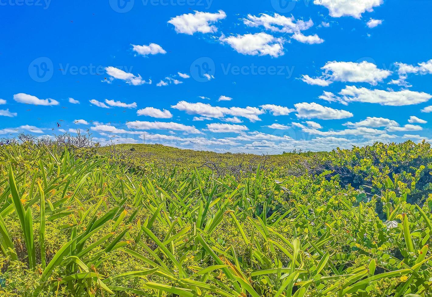 Fregat birds flock fly blue sky background Contoy island Mexico. photo