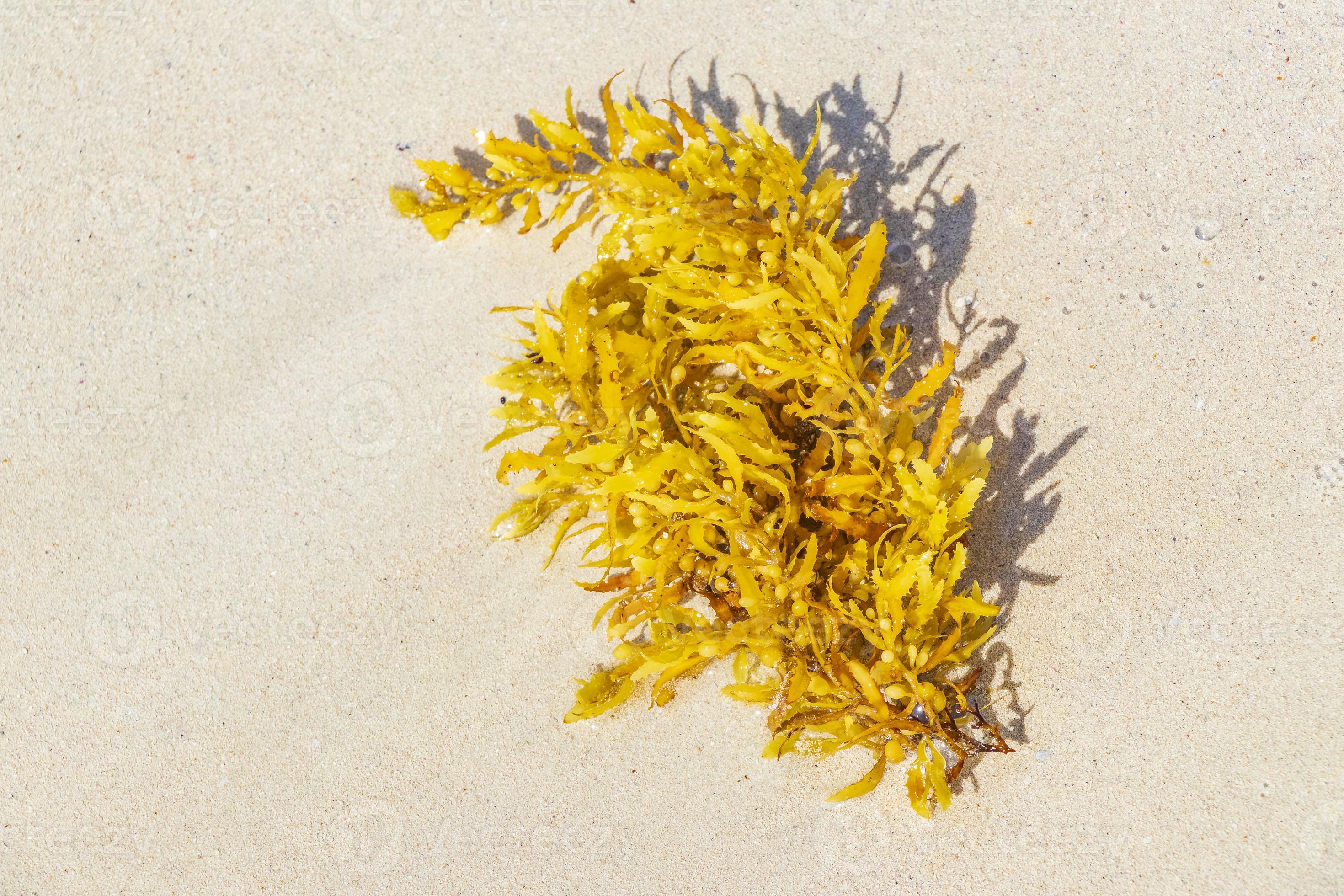 Fresh yellow seaweed seagrass sargazo beach Playa del Carmen Mexico