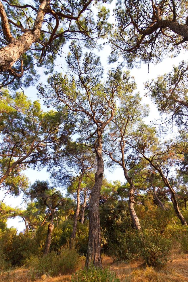 Forest in Istanbul photo