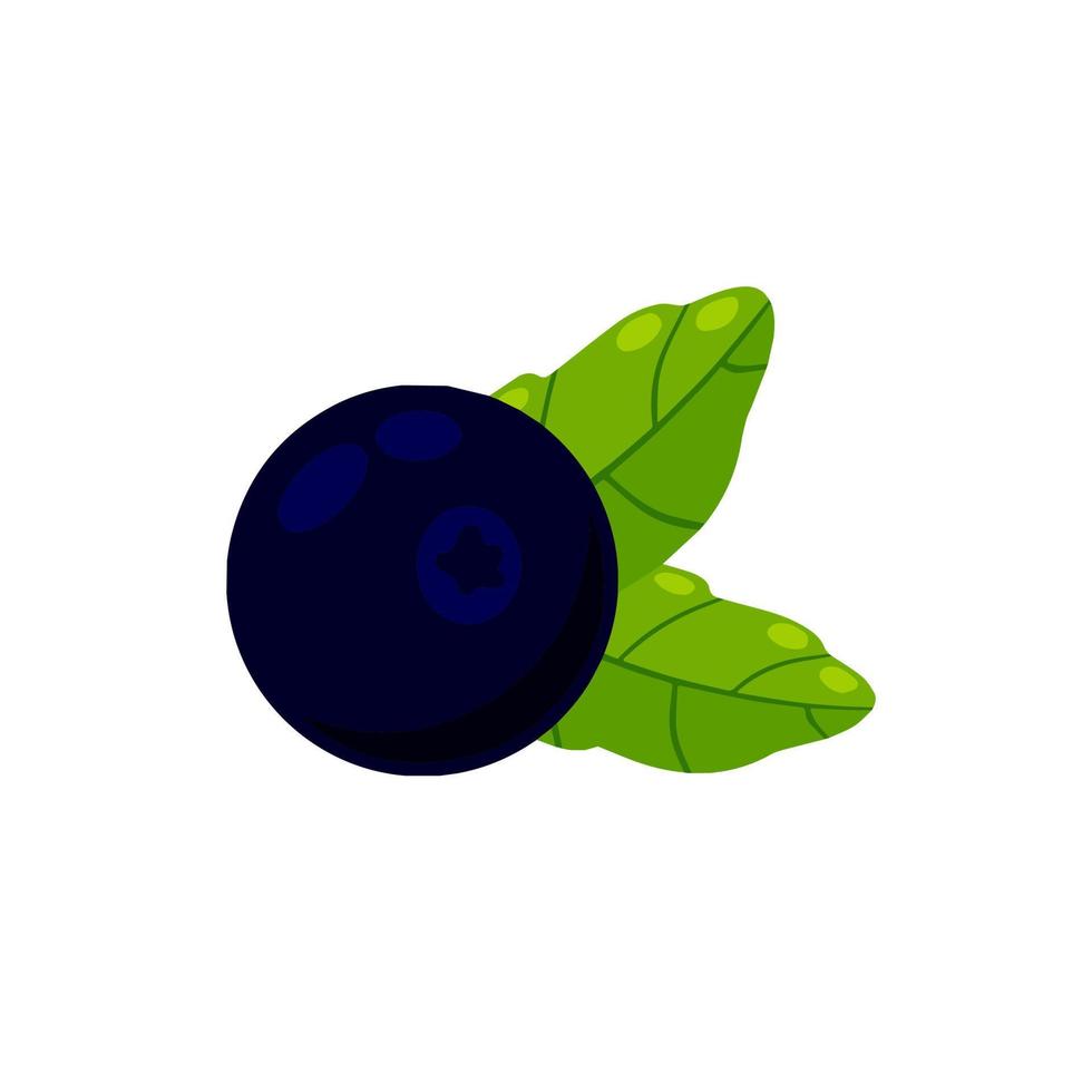 Blueberries. Black berry. Natural food. vector