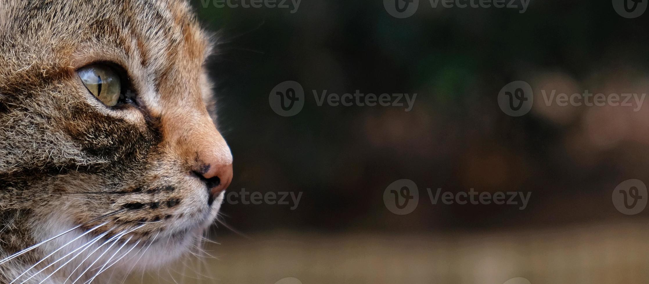 primer plano retrato de cara de gato rayado de perfil. el hocico de un gato rayado con ojos verdes, bigote largo y blanco, nariz rosada. foto