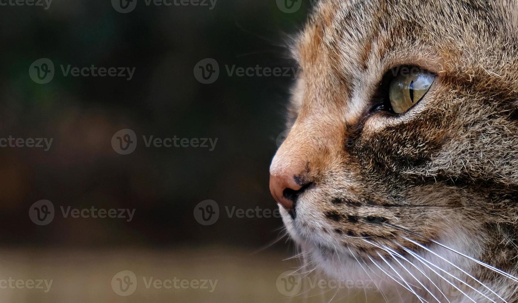 Close-up portrait of striped cat face in profile. The muzzle of a striped cat with green eyes, long white mustache, pink nose. photo