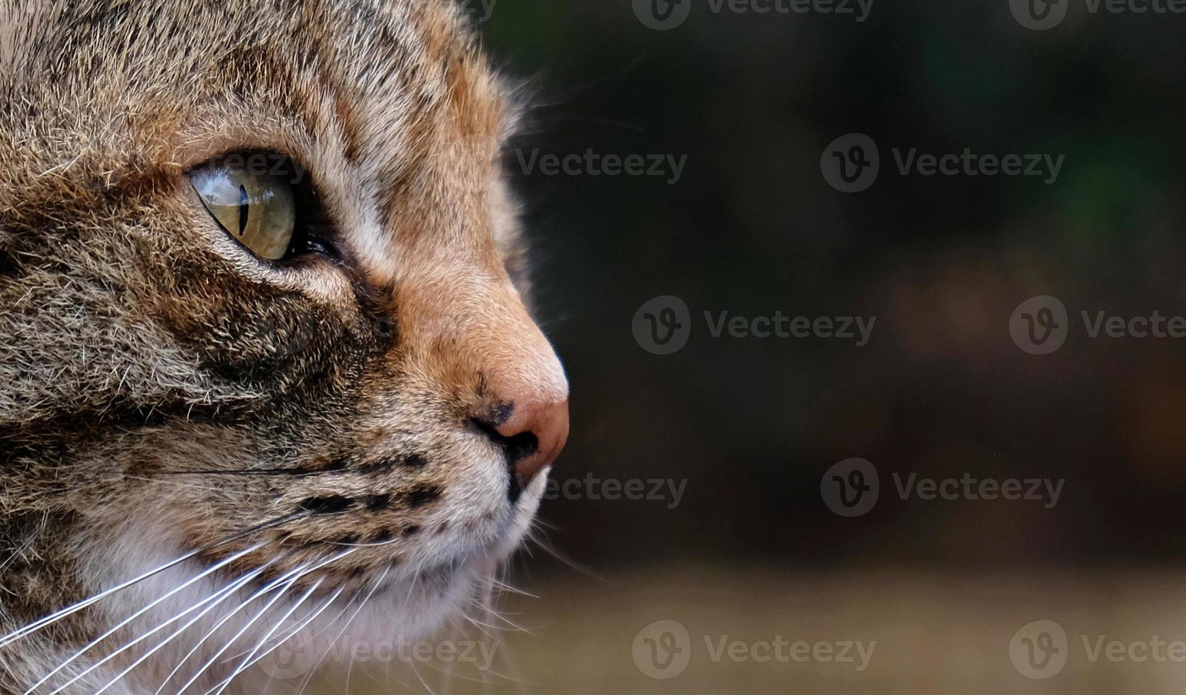 primer plano retrato de cara de gato rayado de perfil. el hocico de un gato rayado con ojos verdes, bigote largo y blanco, nariz rosada. foto