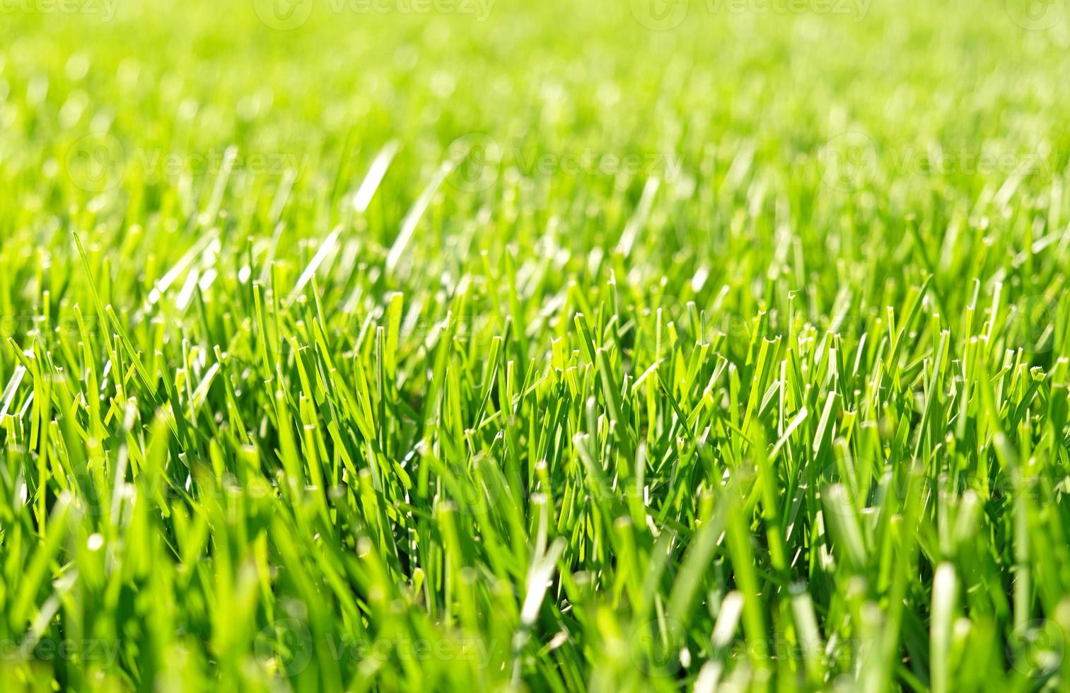 Close up green grass, natural greenery background texture of lawn garden. Ideal concept used for making green flooring, lawn for training football pitch, Grass Golf Courses, green lawn pattern. photo