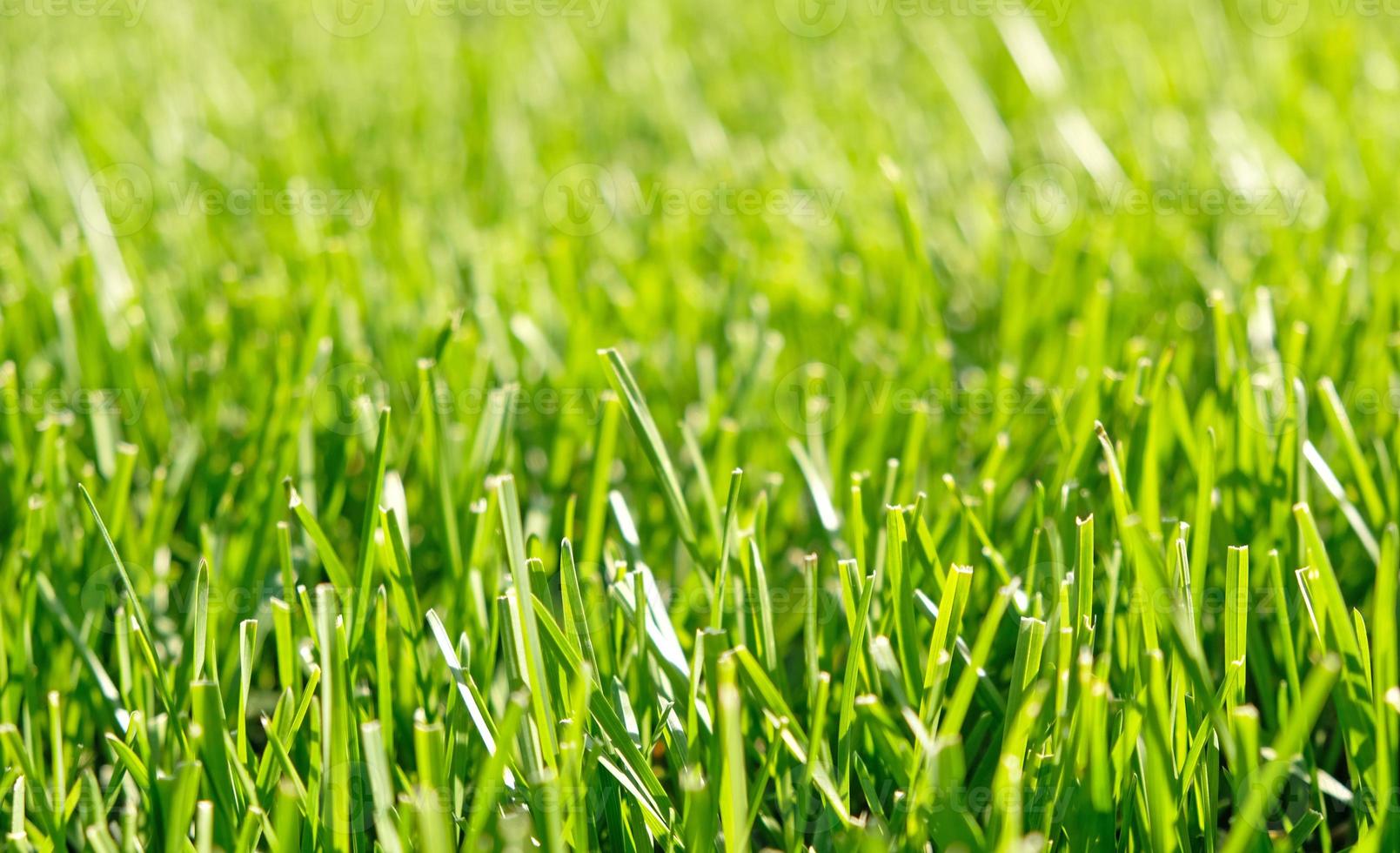 Close up green grass, natural greenery background texture of lawn garden. Ideal concept used for making green flooring, lawn for training football pitch, Grass Golf Courses, green lawn pattern. photo