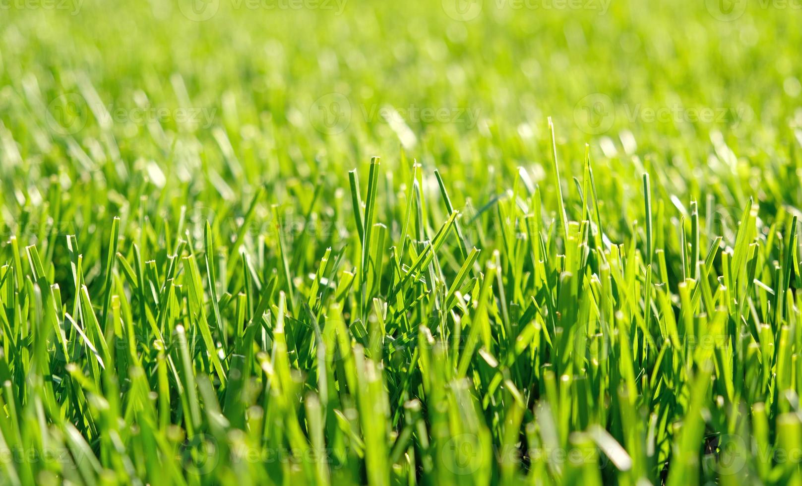 Close up green grass, natural greenery background texture of lawn garden. Ideal concept used for making green flooring, lawn for training football pitch, Grass Golf Courses, green lawn pattern. photo