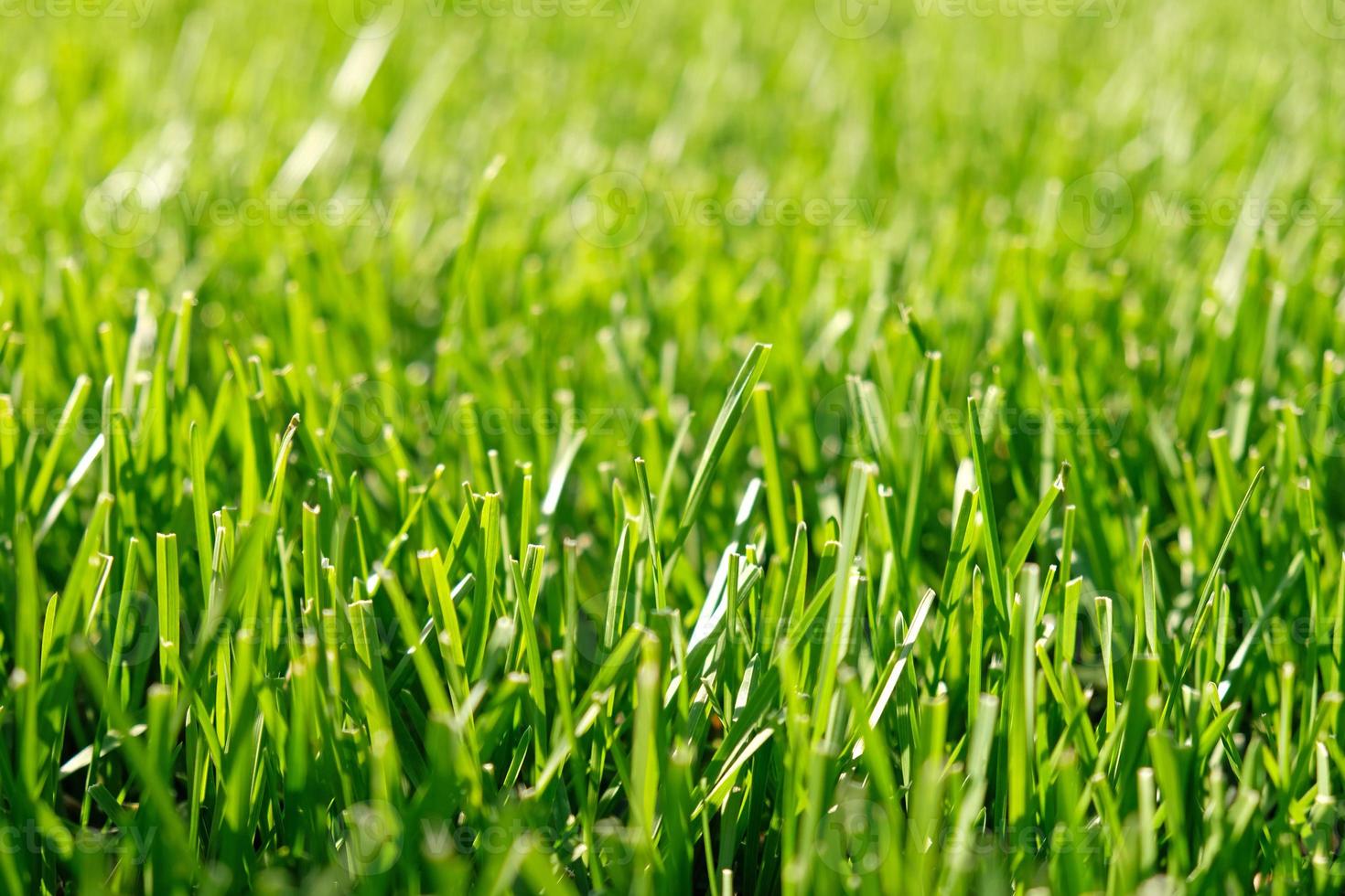 Close up green grass, natural greenery background texture of lawn garden. Ideal concept used for making green flooring, lawn for training football pitch, Grass Golf Courses, green lawn pattern. photo