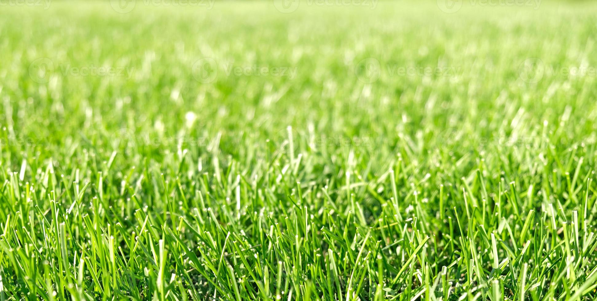 Close up green grass, natural greenery background texture of lawn garden. Ideal concept used for making green flooring, lawn for training football pitch, Grass Golf Courses, green lawn pattern. photo