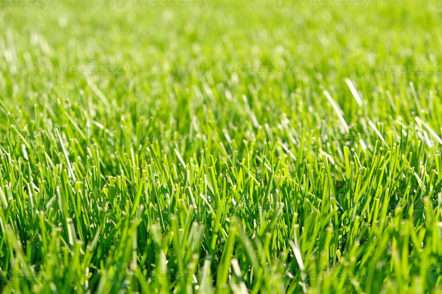 Close up green grass, natural greenery background texture of lawn garden. Ideal concept used for making green flooring, lawn for training football pitch, Grass Golf Courses, green lawn pattern. photo