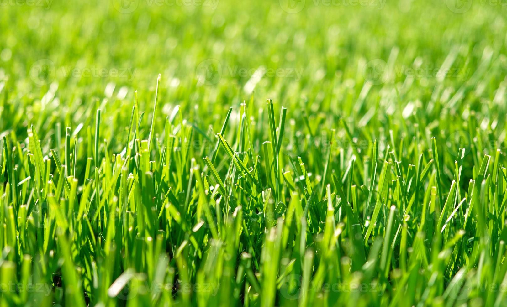 Close up green grass, natural greenery background texture of lawn garden. Ideal concept used for making green flooring, lawn for training football pitch, Grass Golf Courses, green lawn pattern. photo