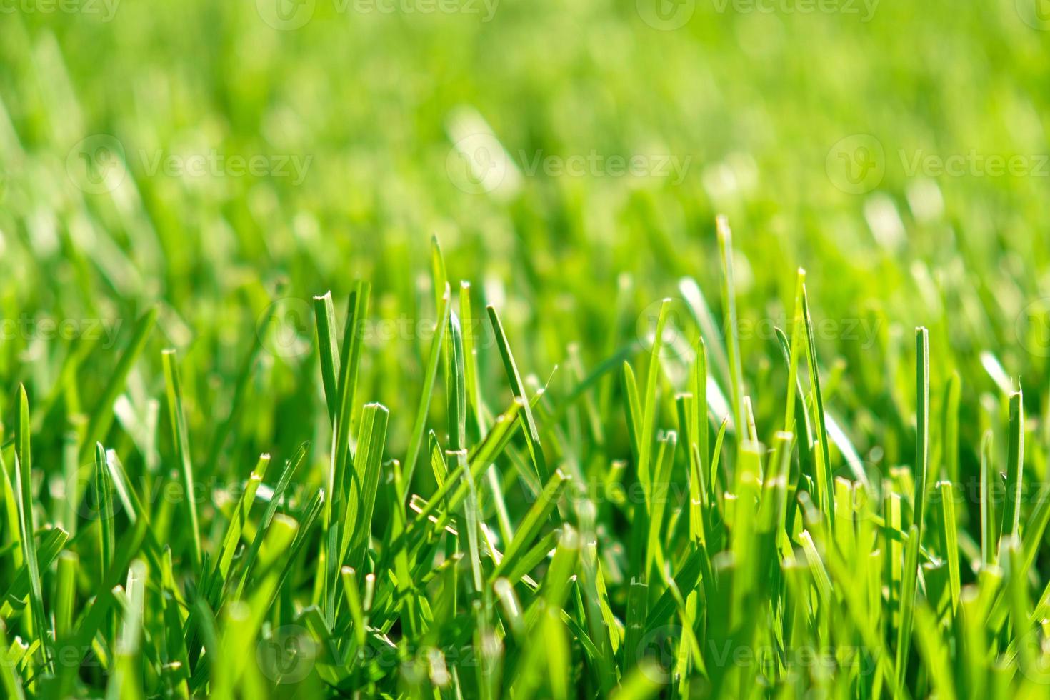 Close up green grass, natural greenery background texture of lawn garden. Ideal concept used for making green flooring, lawn for training football pitch, Grass Golf Courses, green lawn pattern. photo