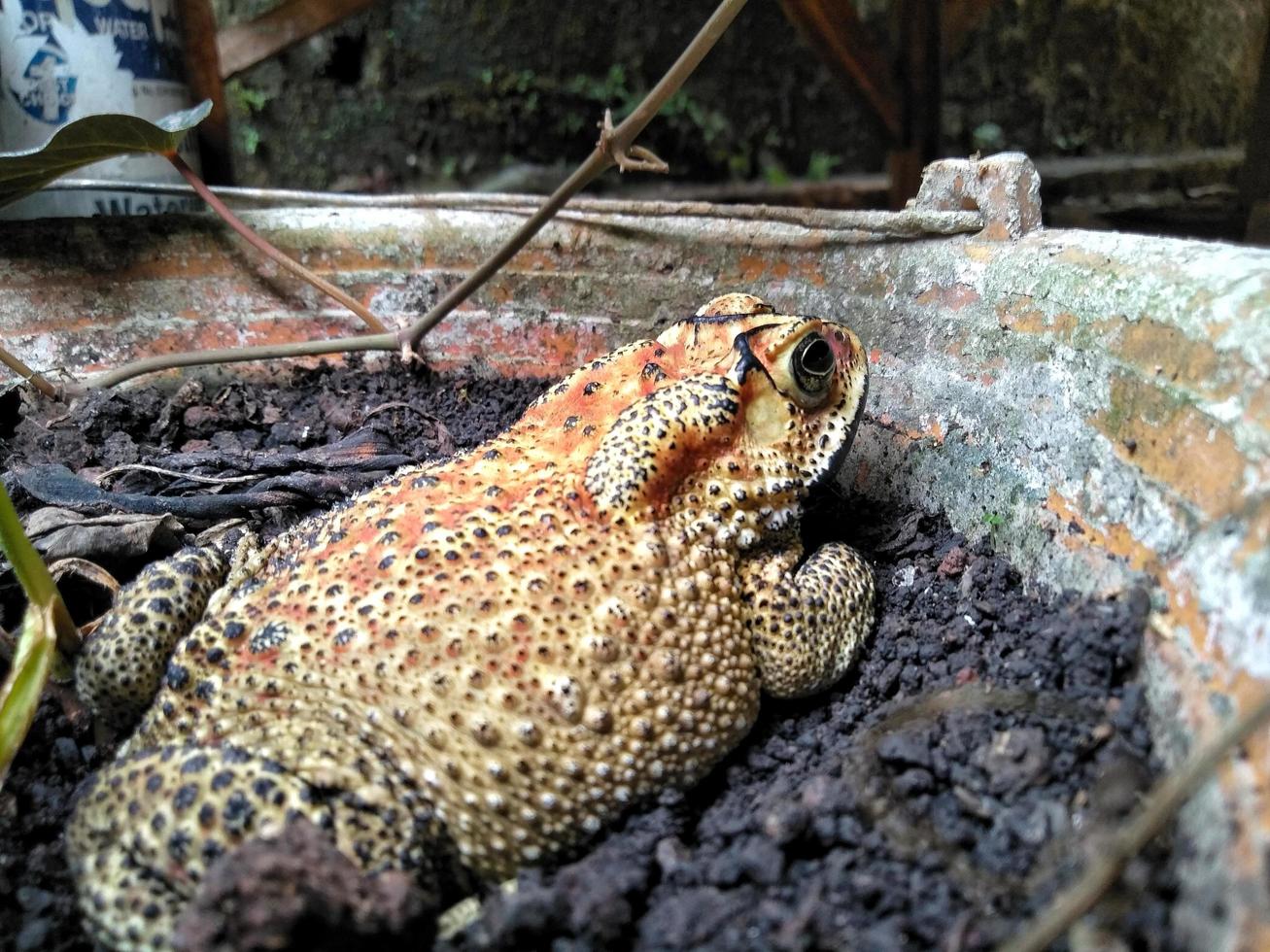 a frog sitting on a plant pot. photo