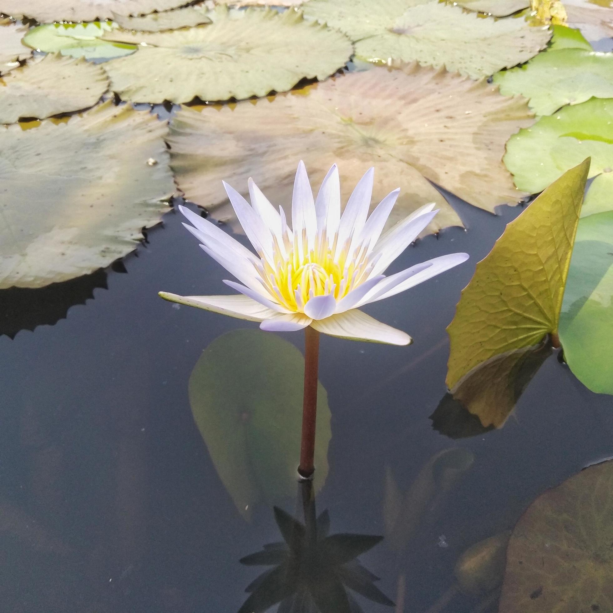 Growing Water Lotus, How to Grow White Lotus