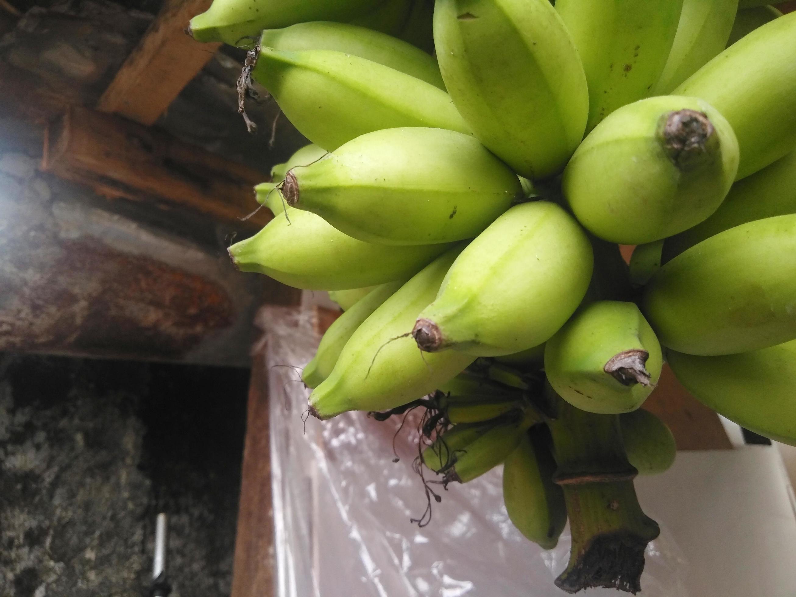 bananas are still green hanging on a wooden pole.low view,normal view. Classification of bananas