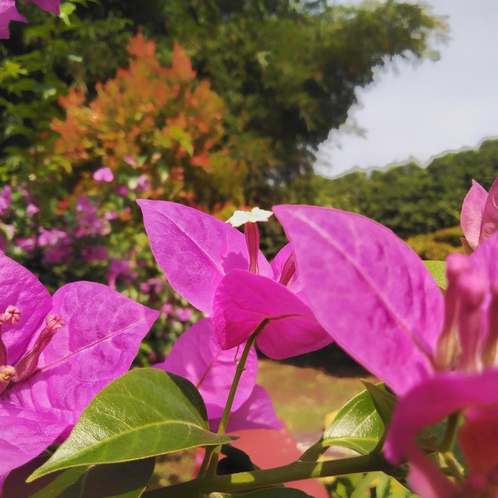 Brightly planted paper flowers or bougainvillea that are suitable in the garden in the garden or yard of the house photo