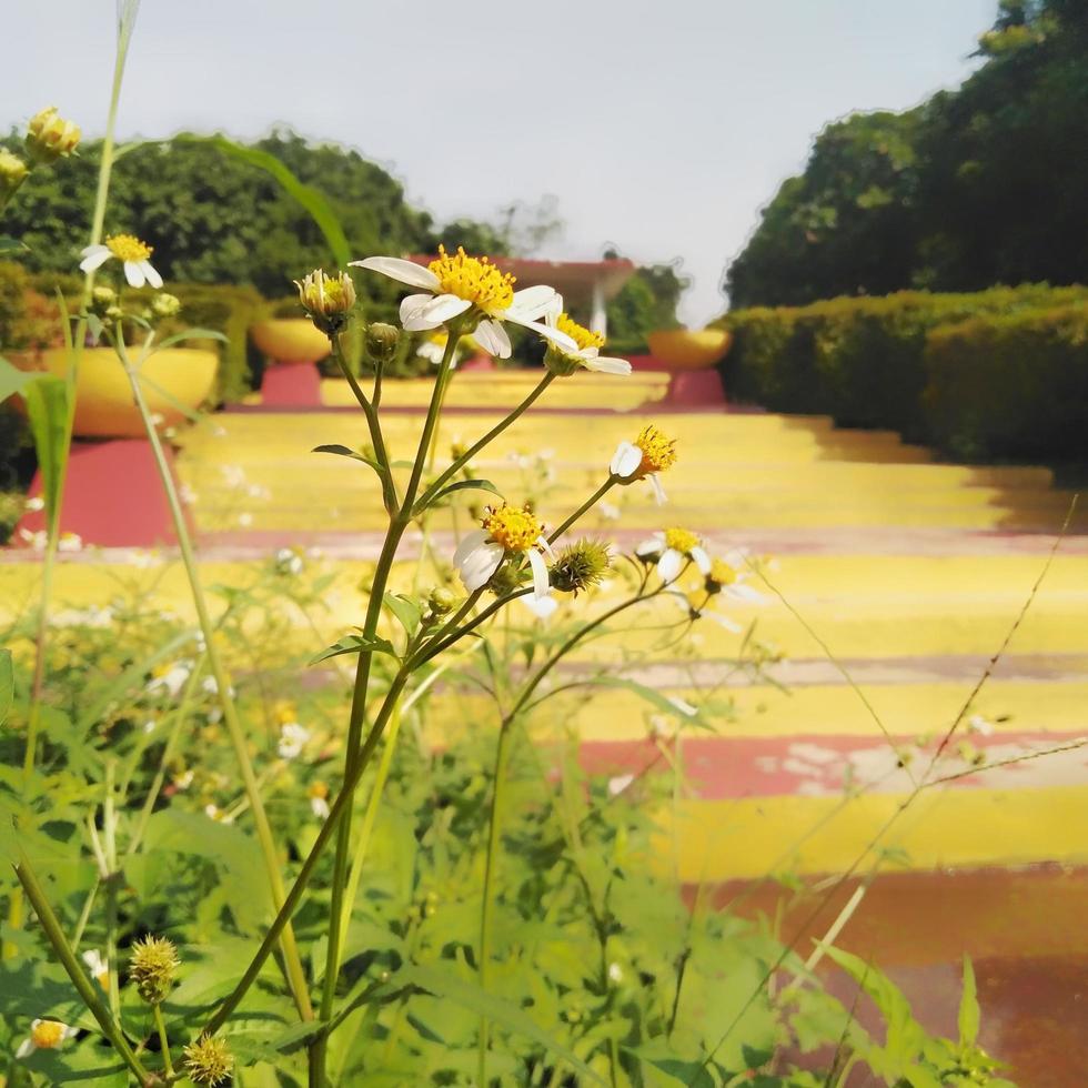 Biden pilosa is a white color growing on the outskirts of the garden, Bidens pilosa is a type of plant belonging to the Asteraceae tribe. photo