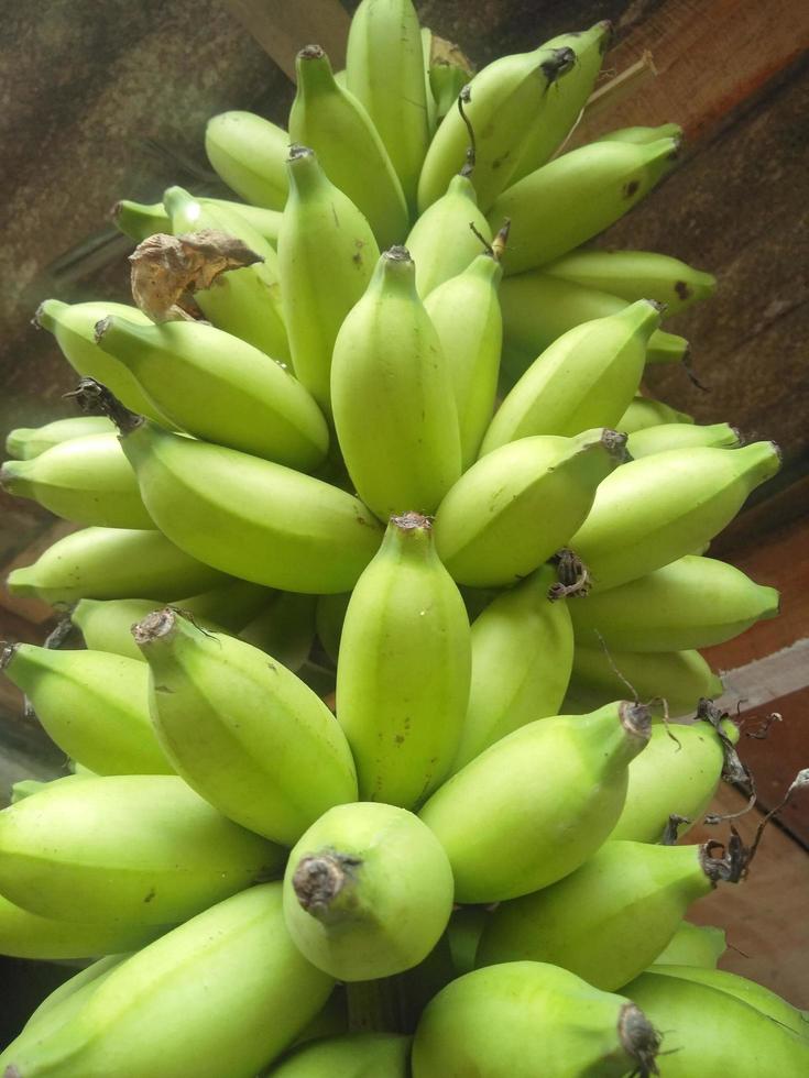 bananas are still green hanging on a wooden pole.low view,normal view. Classification of bananas