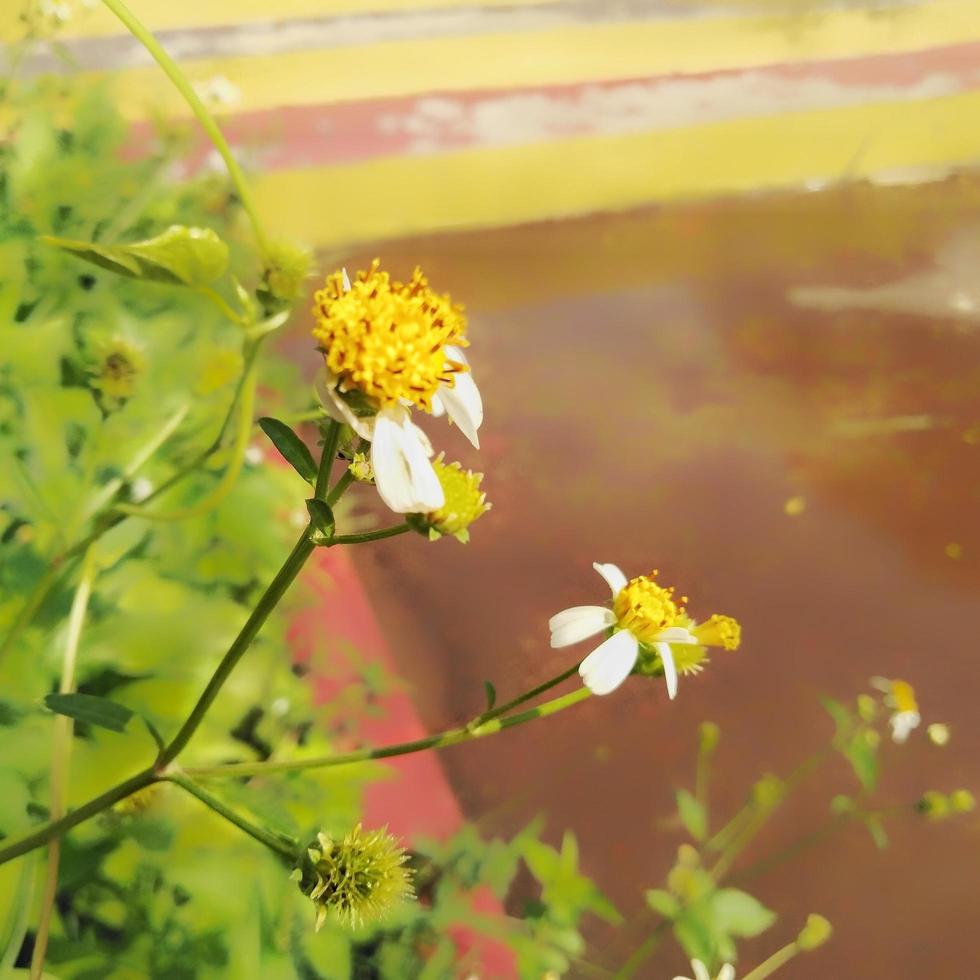 biden pilosa es un color blanco que crece en las afueras del jardín, bidens pilosa es un tipo de planta perteneciente a la tribu de las asteráceas. foto