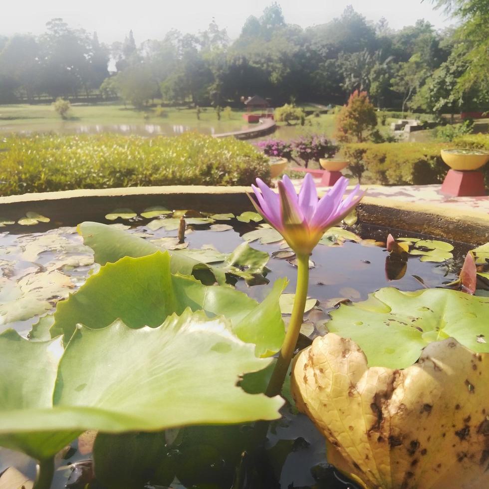 The purple lotus flower blooming on the water presents a beautiful sight to the eye. photo