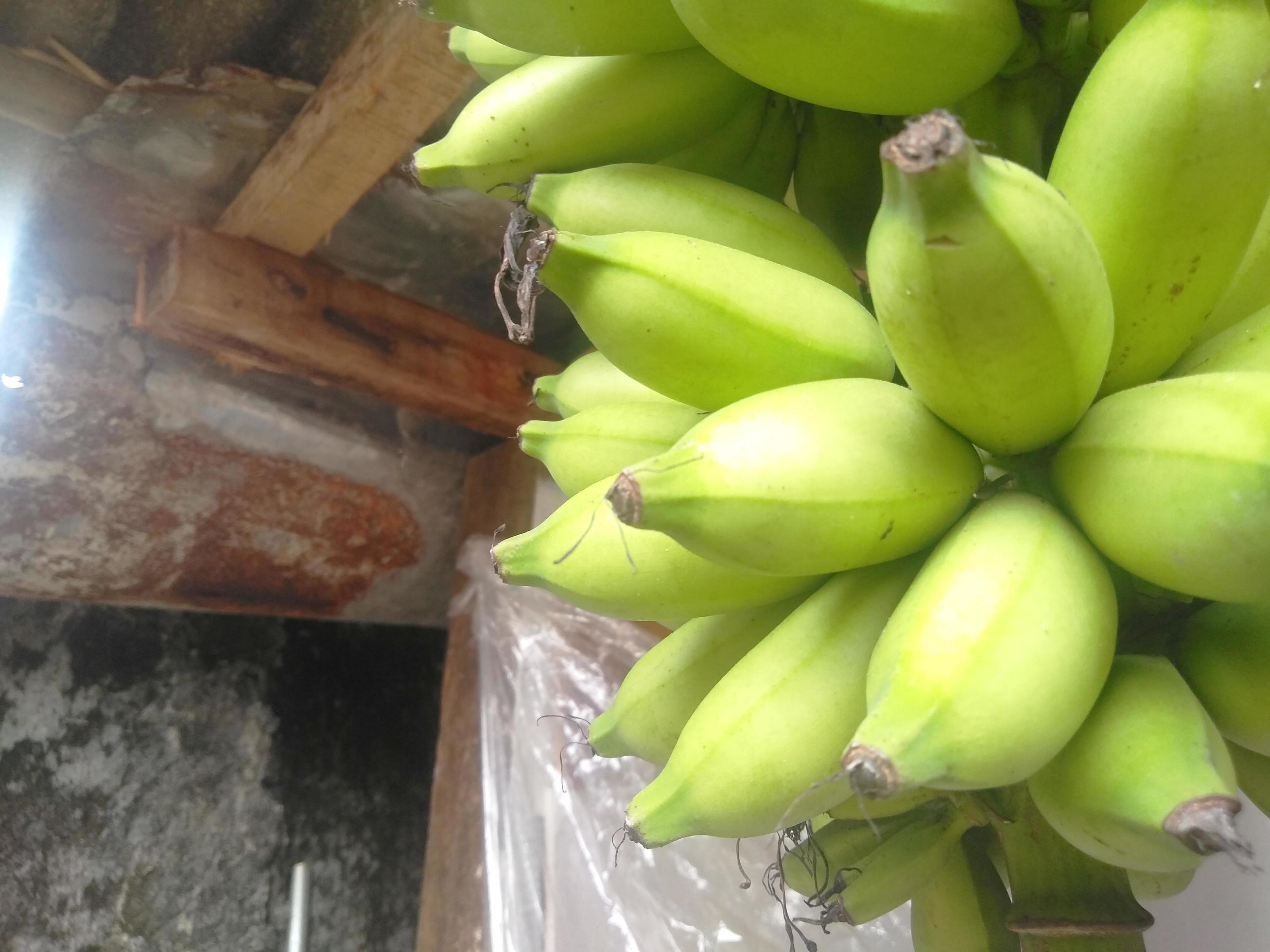 bananas are still green hanging on a wooden pole.low view,normal view. Classification of bananas