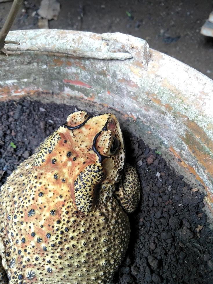 a frog sitting on a plant pot. photo