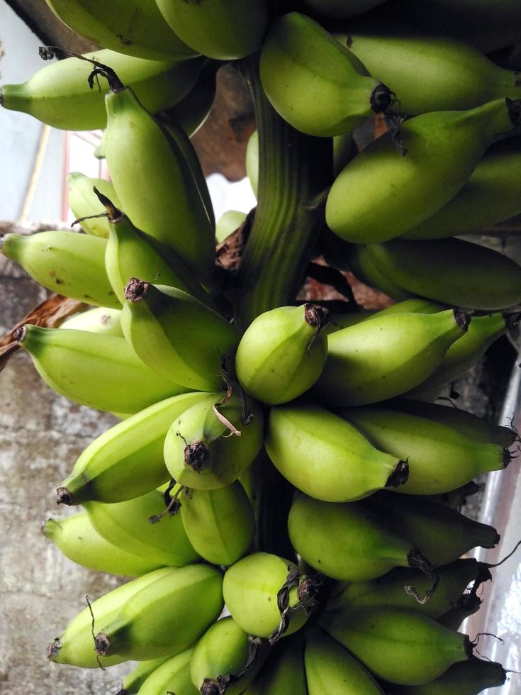 los plátanos todavía están verdes colgando de un poste de madera. vista baja, vista normal. clasificación de los bananos reino plantae, división magnoliophyta, clase liliopsida, orden musales, familia musaceae, género musa. foto