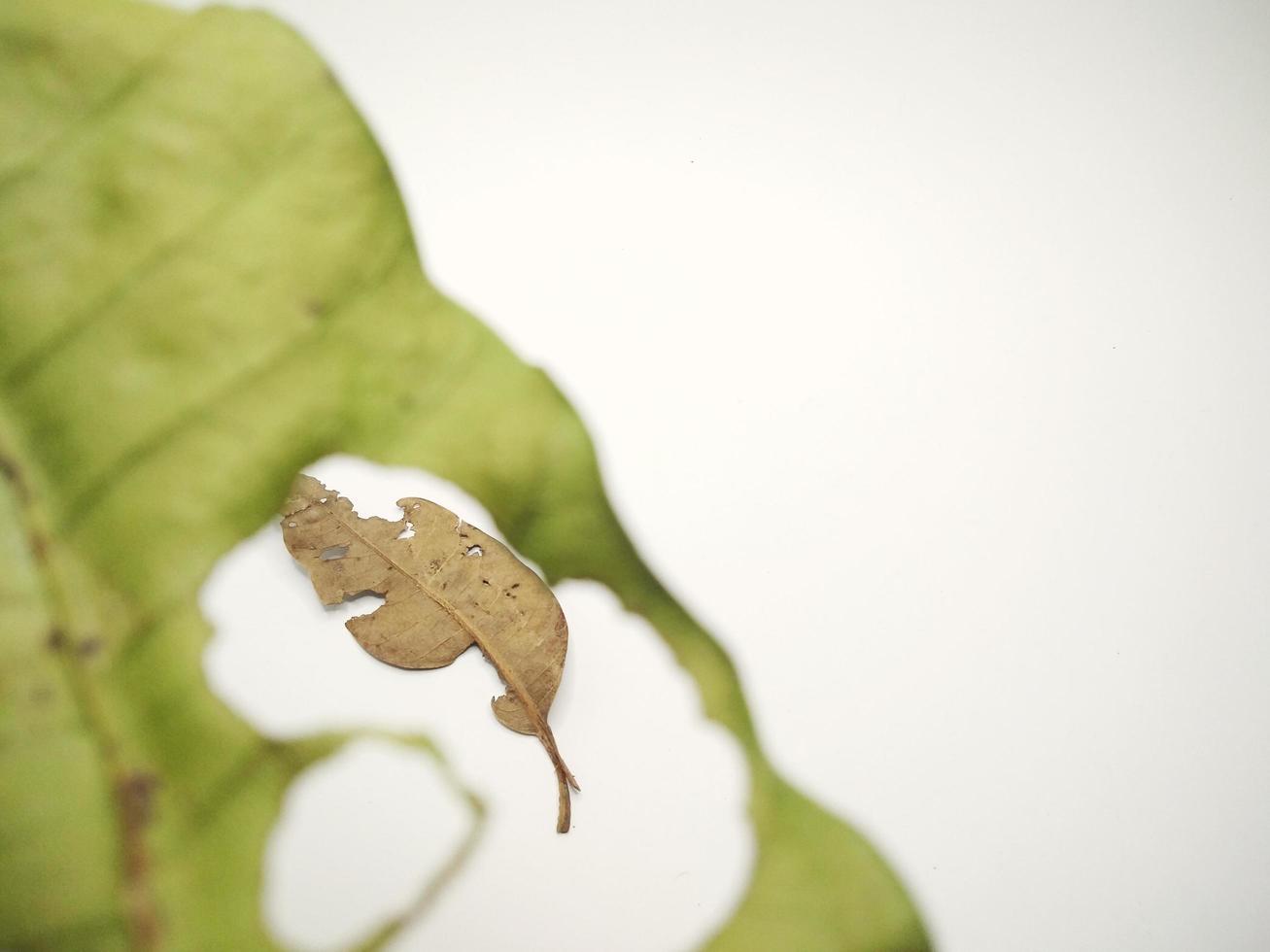 green leaf with holes and dry leaves isolated on white background photo