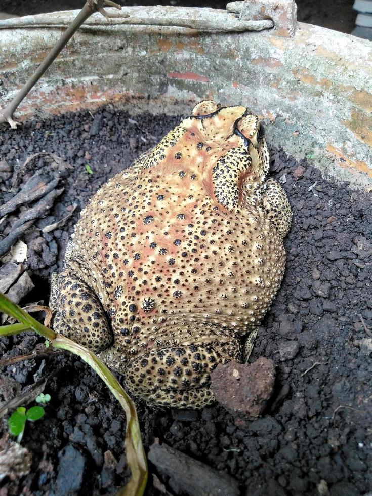 a frog sitting on a plant pot. photo
