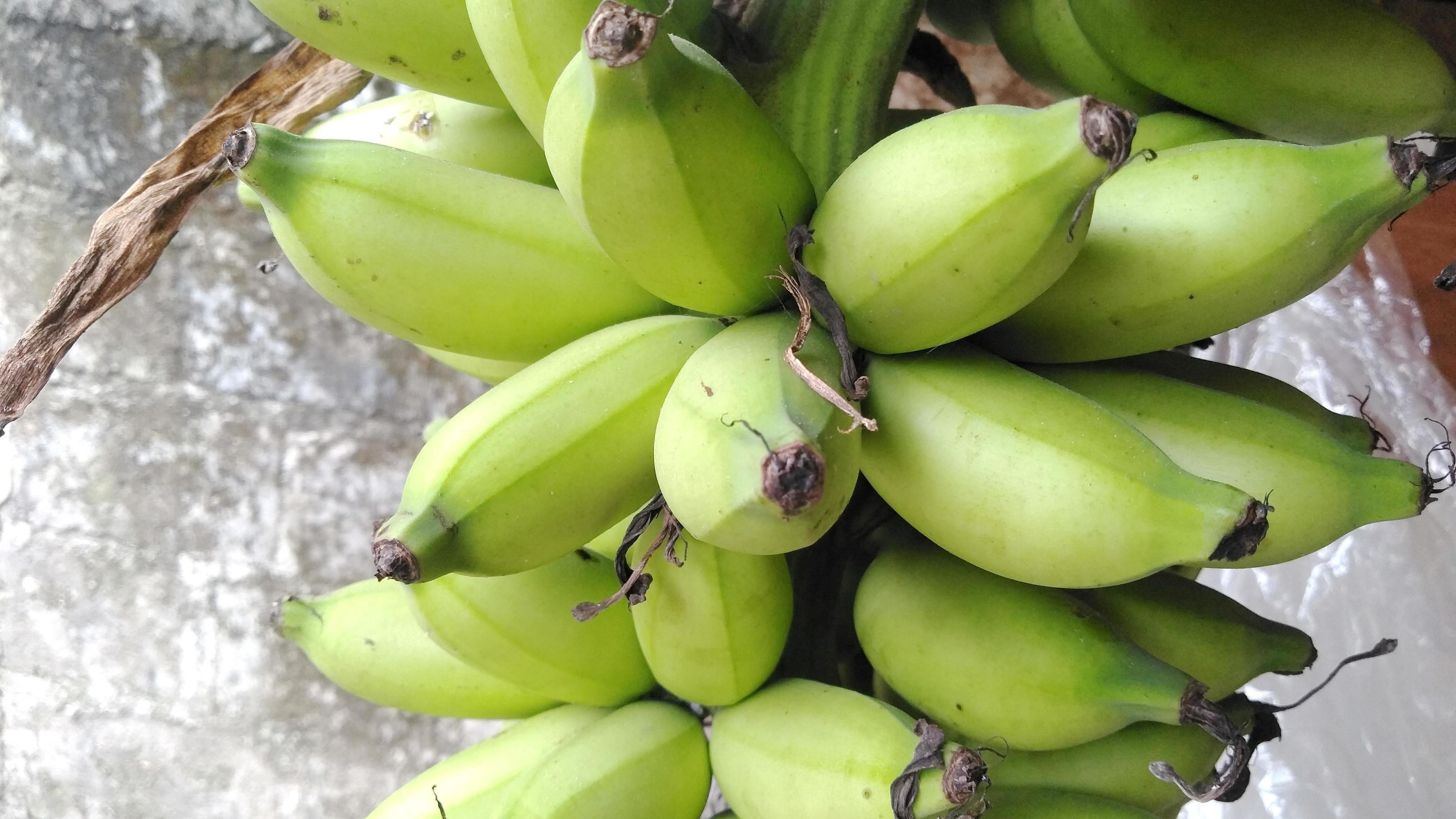 bananas are still green hanging on a wooden pole.low view,normal view. Classification of bananas