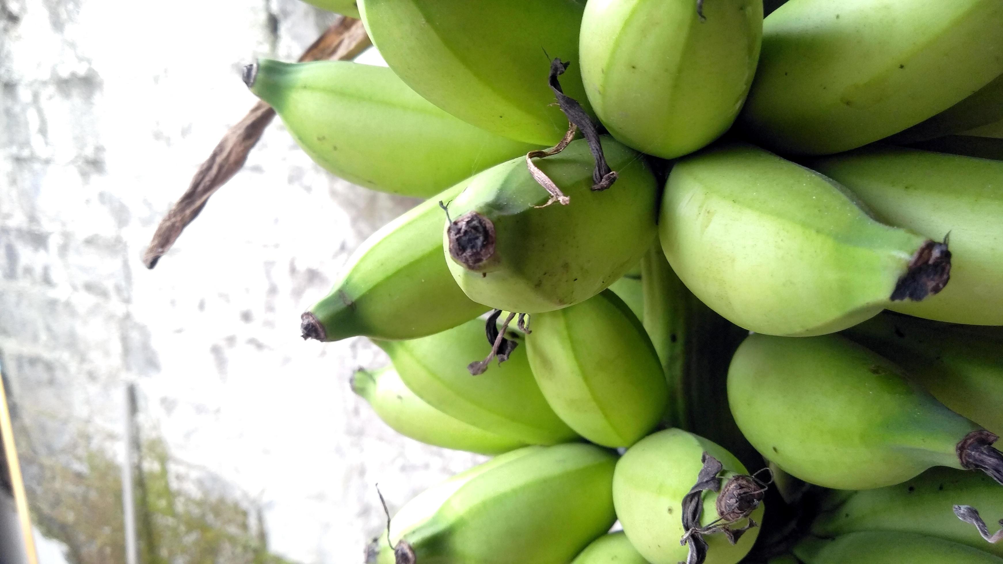 bananas are still green hanging on a wooden pole.low view,normal view. Classification of bananas