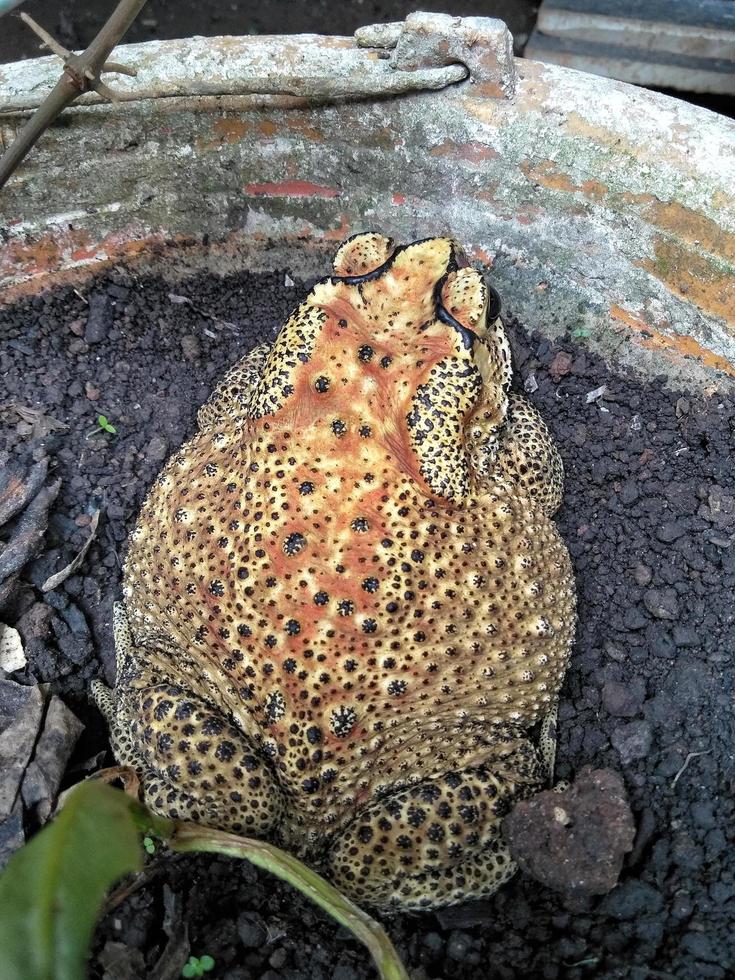 a frog sitting on a plant pot. photo