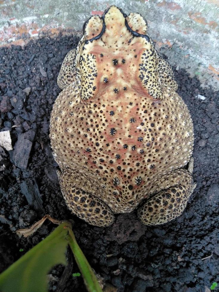 a frog sitting on a plant pot. photo