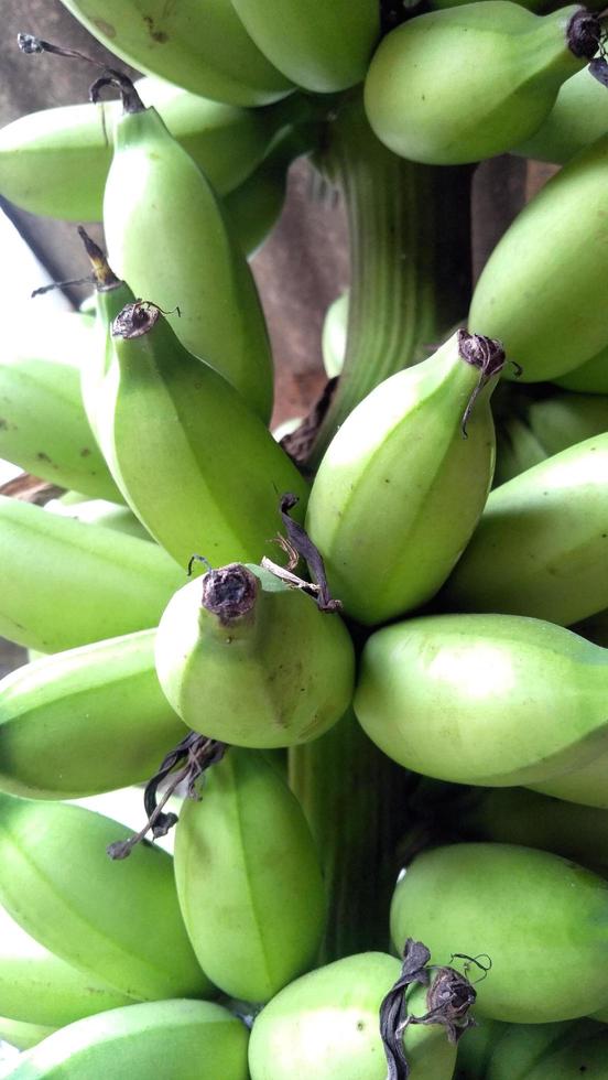 bananas are still green hanging on a wooden pole.low view,normal view. Classification of bananas
