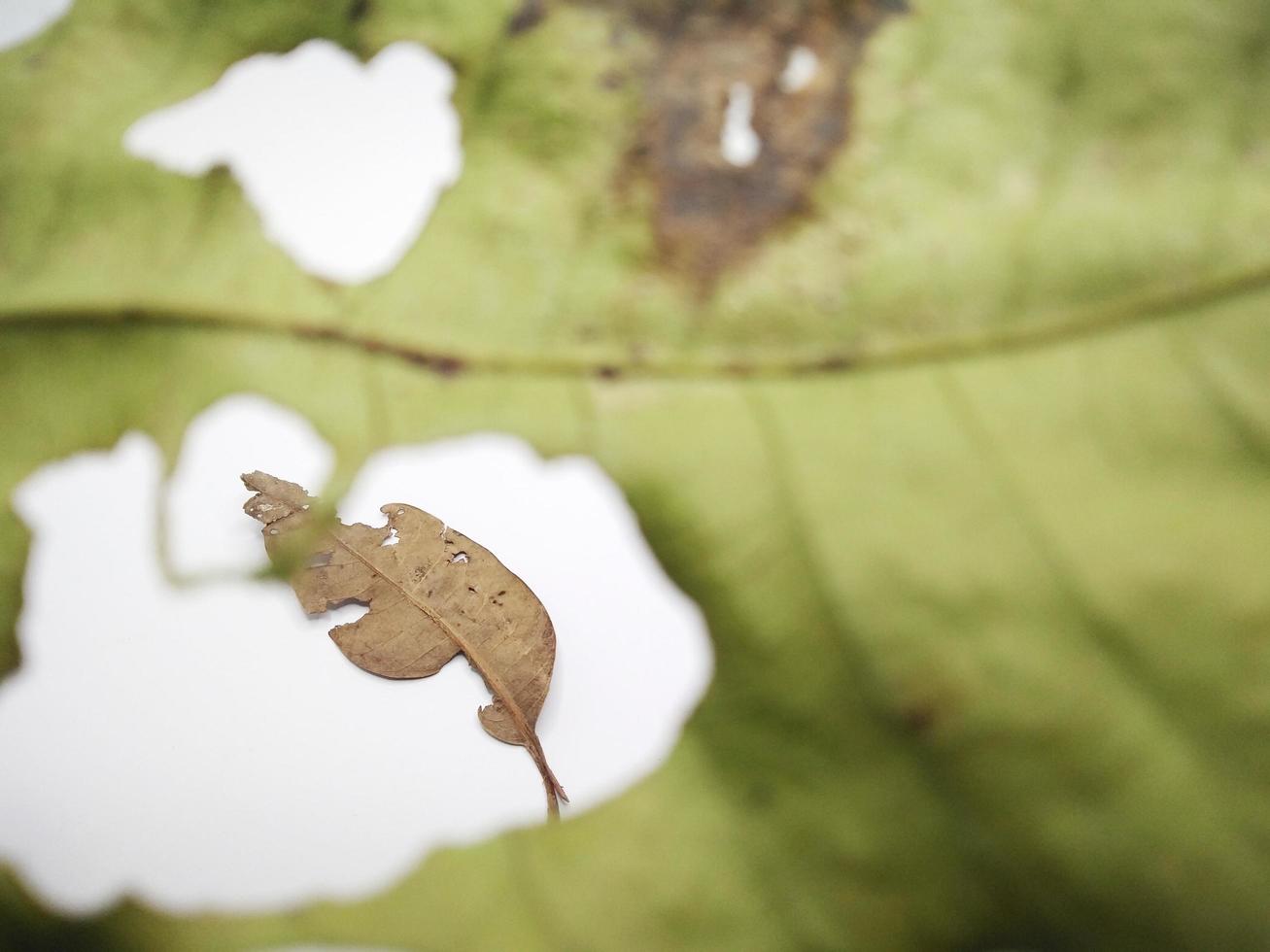 green leaf with holes and dry leaves isolated on white background photo