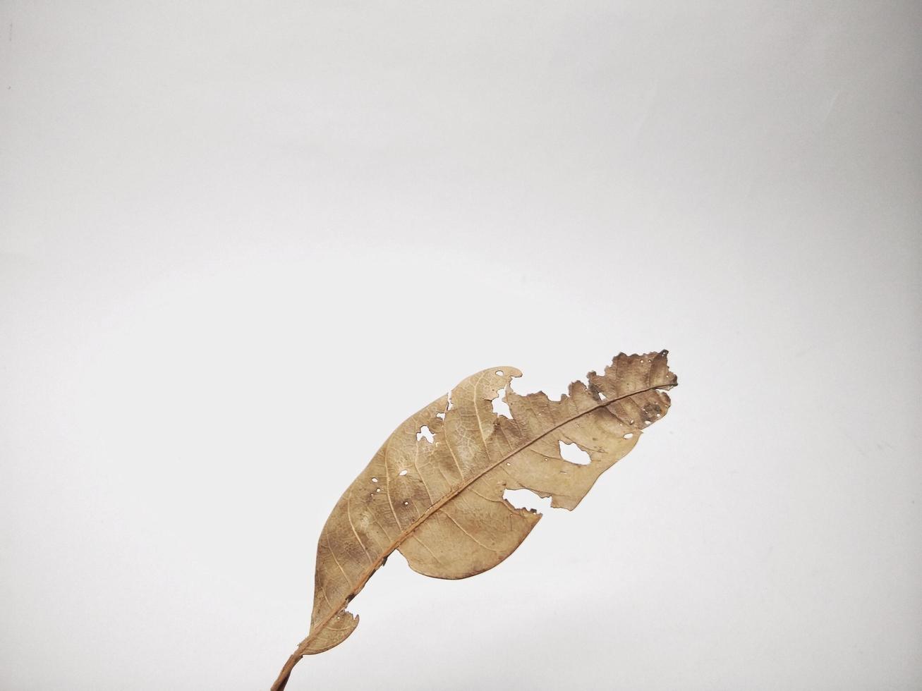 dry leaves isolated on a white background photo