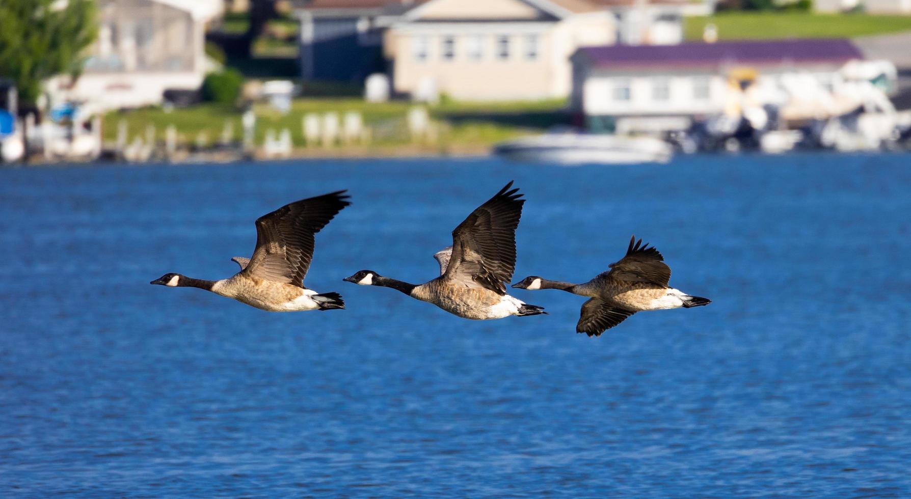 gansos de canadá volando sobre el lago foto