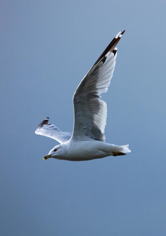 gaviota volando en el cielo azul oscuro foto