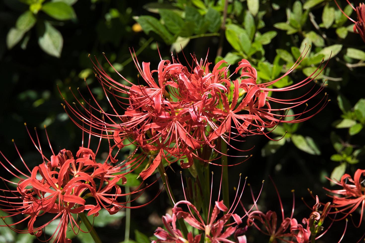 coral colored flower blossoms photo