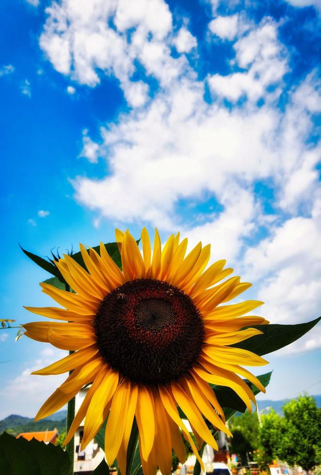 un girasol bajo un cielo claro y cálido de agosto de 2022 foto