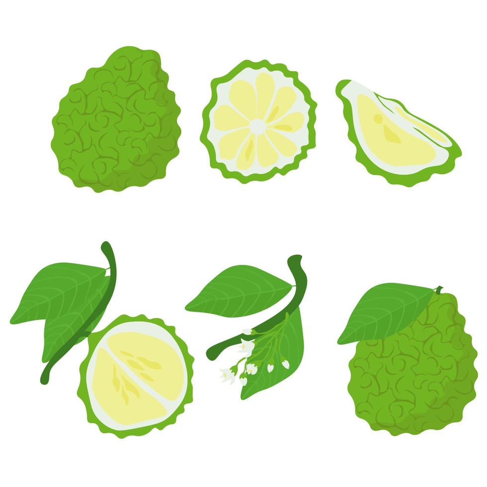 Bergamot set, green citrus fruit whole and half, with leaves and flowers vector