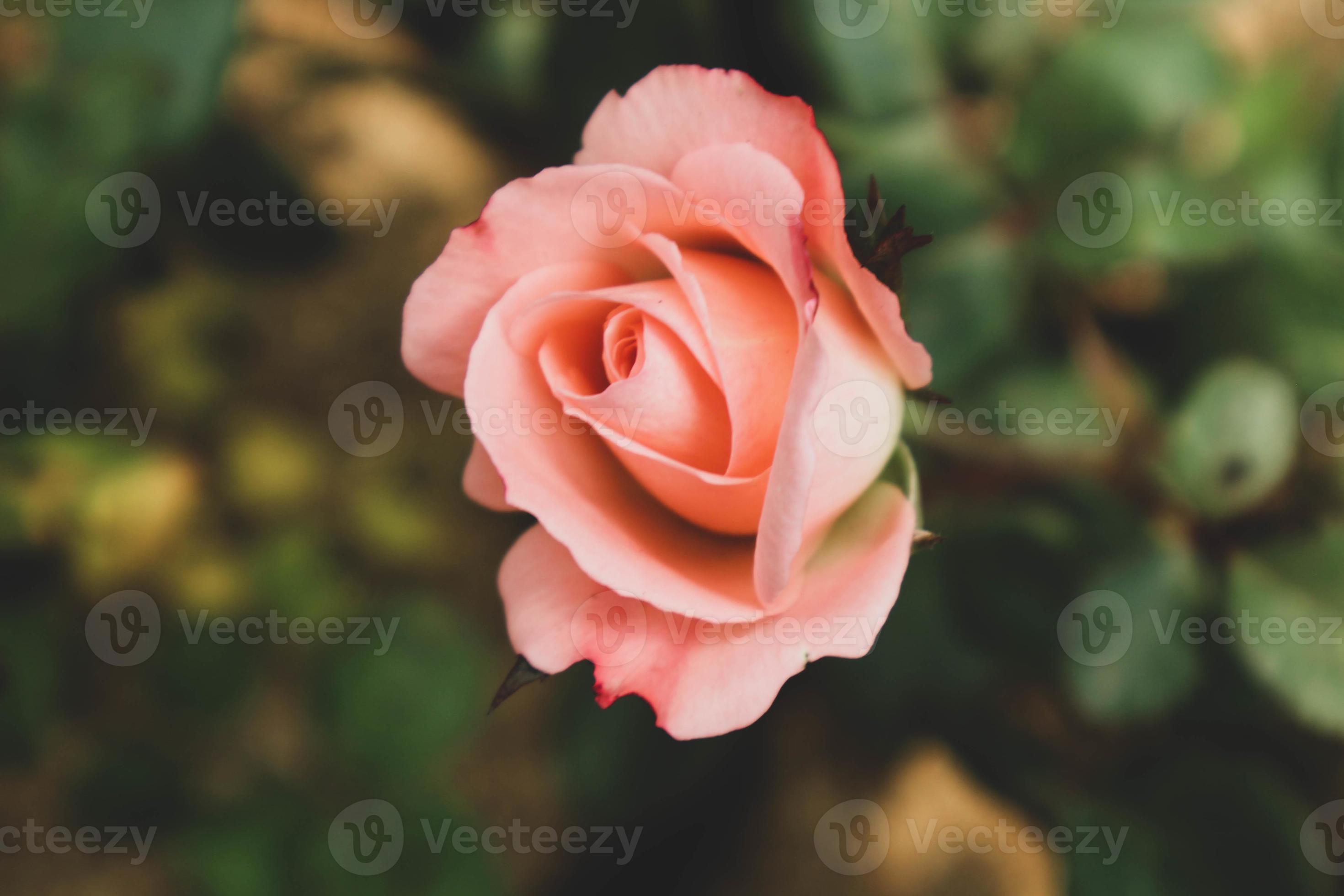 Pink roses are blooming. Roses with a dark pink color symbolize