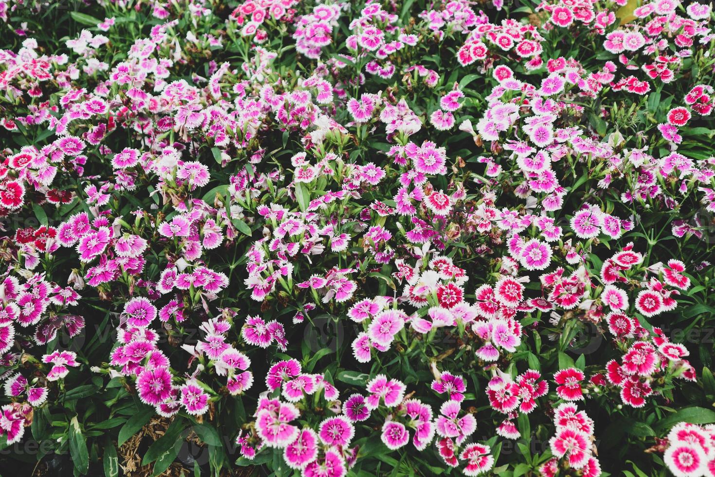 Dianthus barbatus or known as Sweet William is a species of Dianthus native to southern Europe. Sweet William symbolizes courage. photo