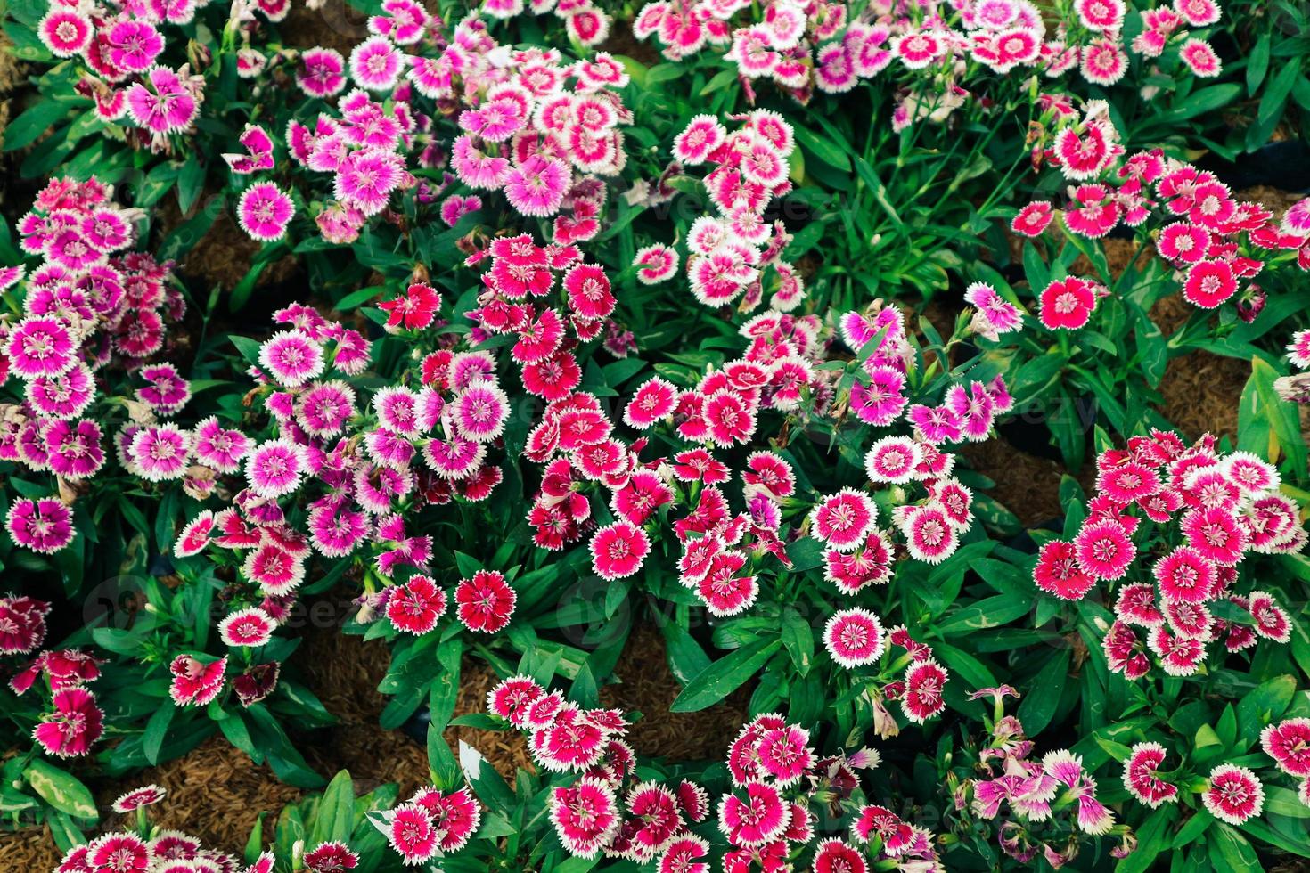 Dianthus barbatus or known as Sweet William is a species of Dianthus native to southern Europe. Sweet William symbolizes courage. photo