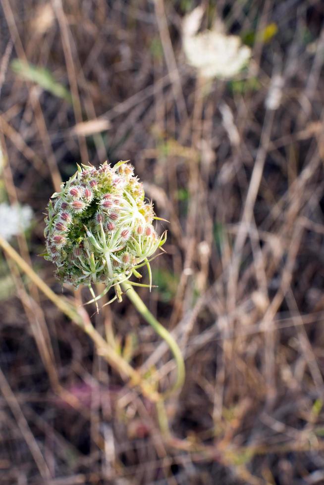 Macro of a closed umbrella plant. Brittany, France photo