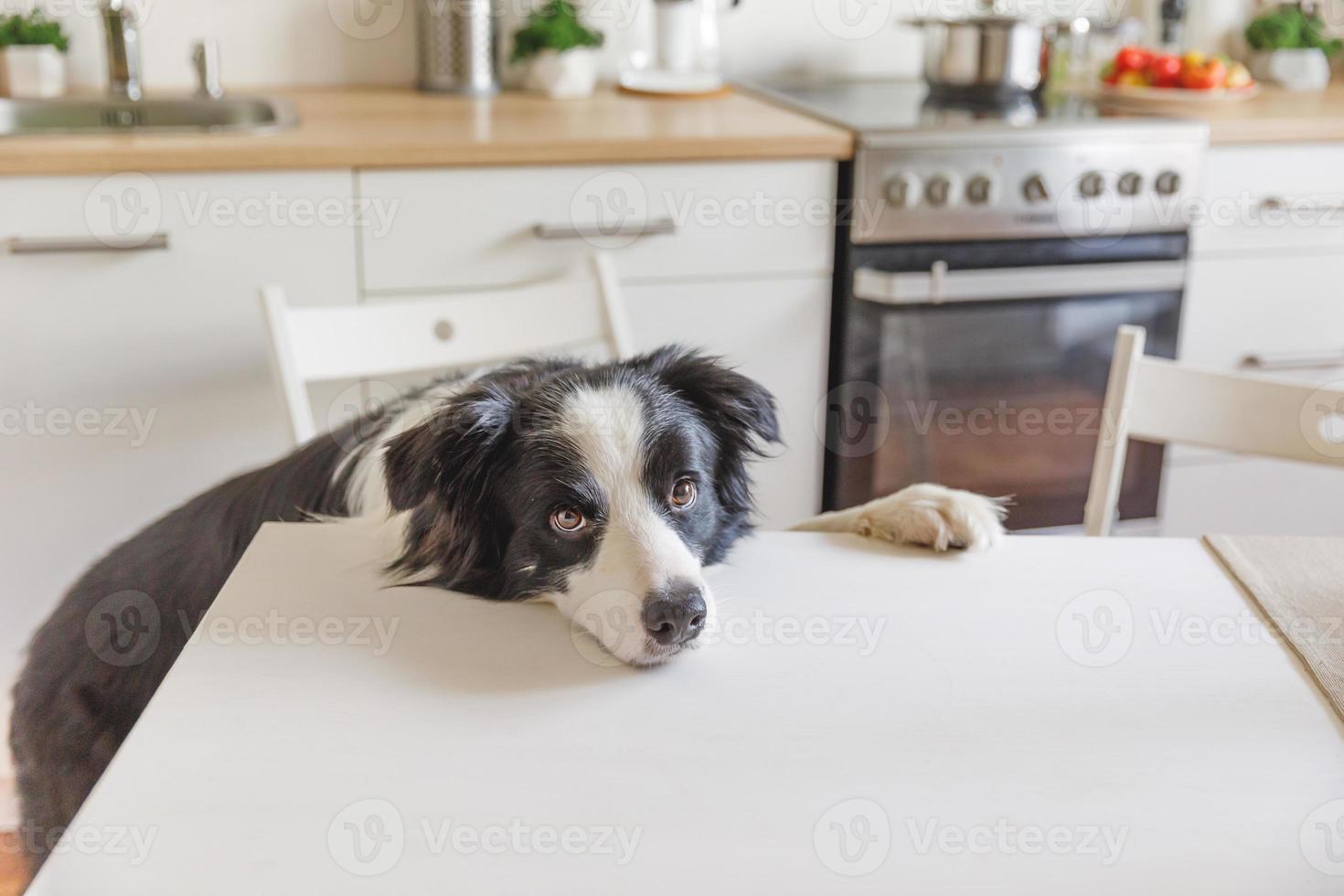 Hungry border collie dog sitting on table in modern kitchen looking with puppy eyes funny face waiting meal. Funny dog looking sad gazing and waiting breakfast at home indoors, pet care animal life photo