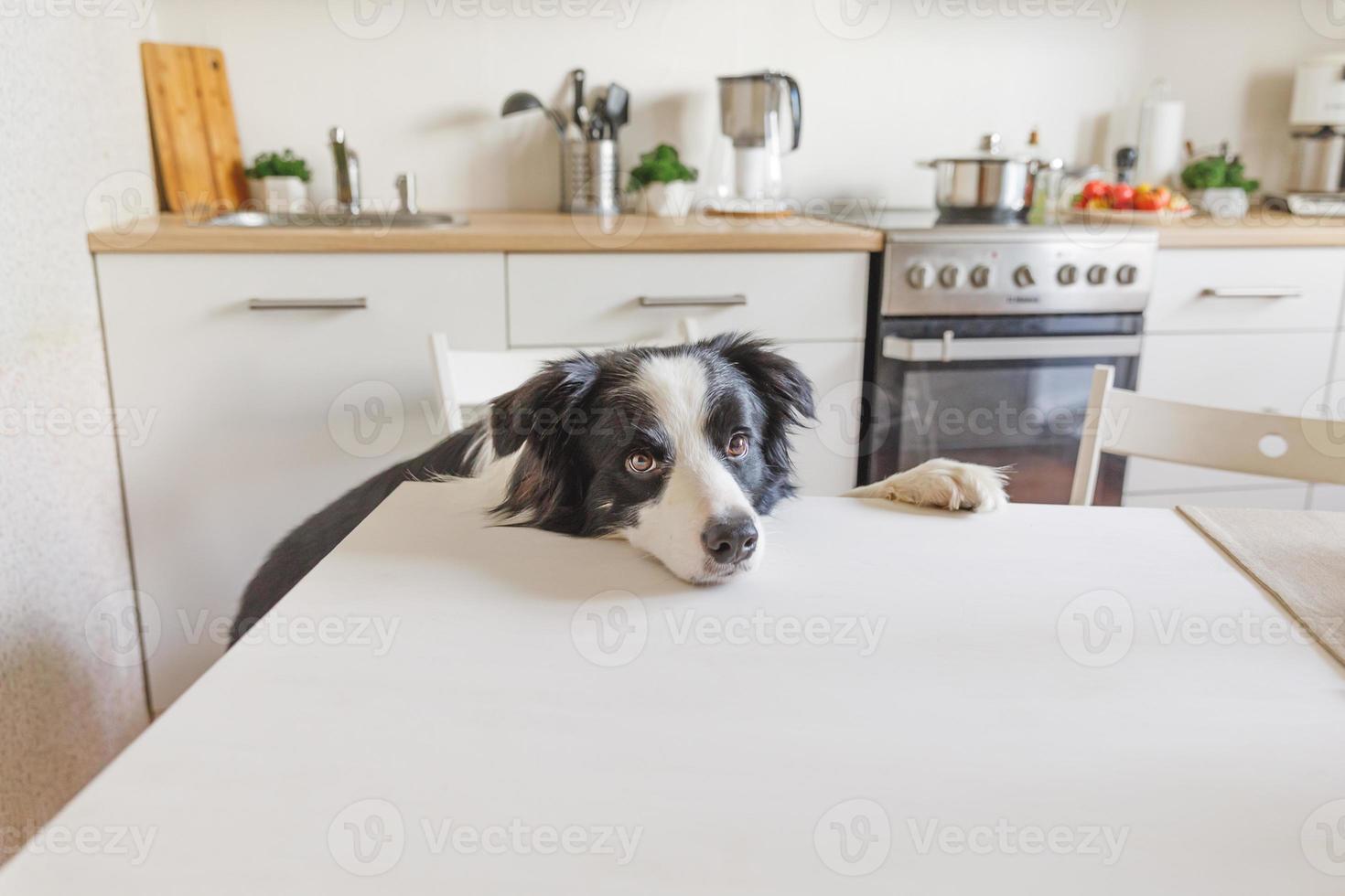 Hungry border collie dog sitting on table in modern kitchen looking with puppy eyes funny face waiting meal. Funny dog looking sad gazing and waiting breakfast at home indoors, pet care animal life photo