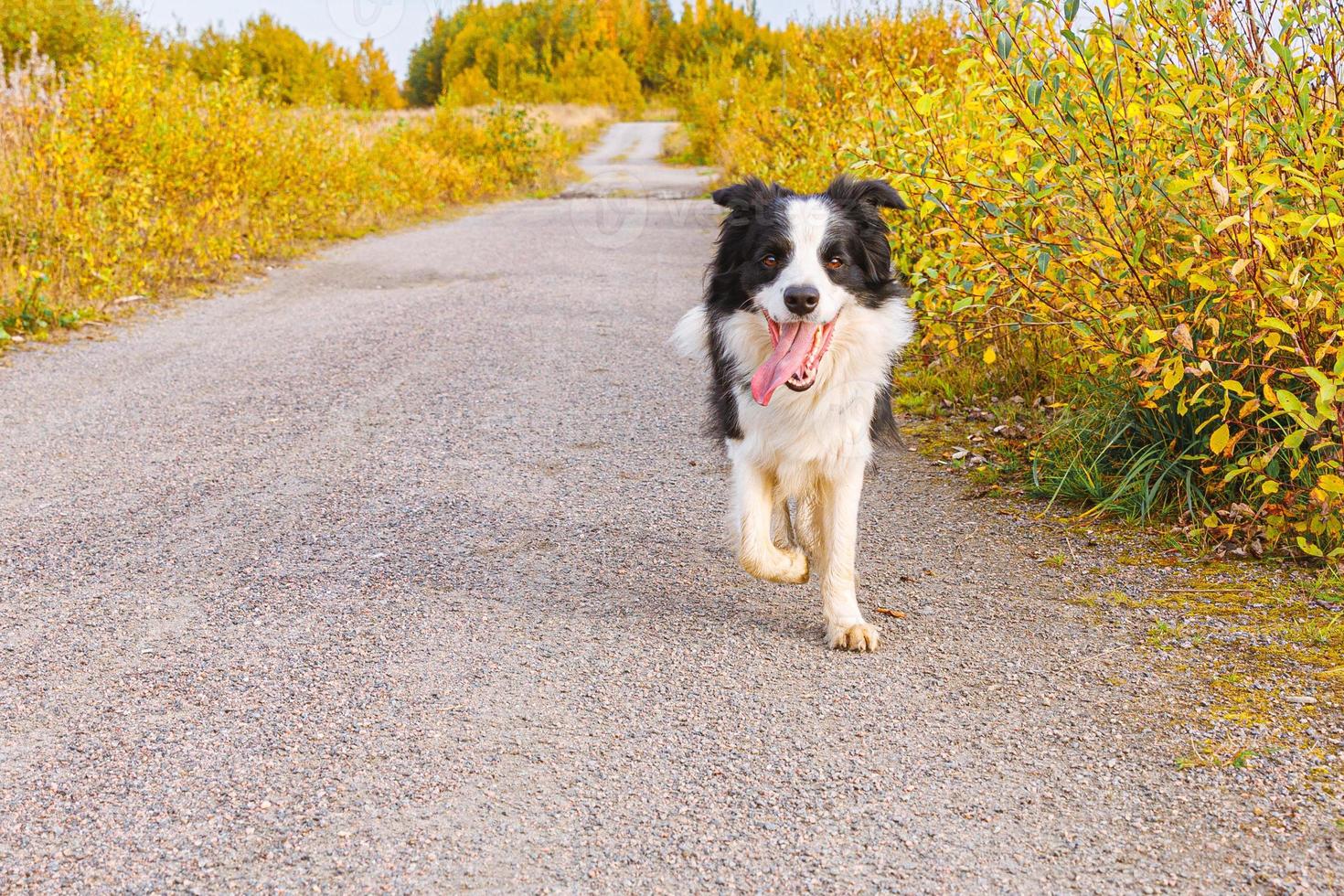 Outdoor portrait of cute smiling puppy border collie running in autumn park outdoor. Little dog with funny face on walking in sunny autumn fall day. Hello Autumn cold weather concept. photo