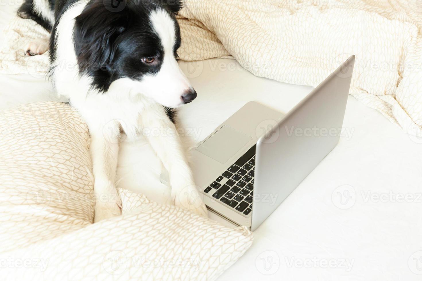 Mobile Office at home. Funny portrait cute puppy dog border collie on bed working surfing browsing internet using laptop pc computer at home indoor. Pet life freelance business quarantine concept. photo